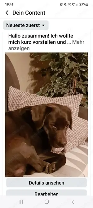 Golden Retriever Junghund gesucht
