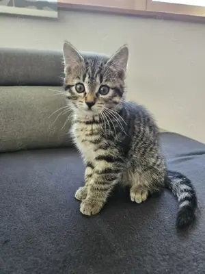 Katzenbaby sucht Familie mit Herz