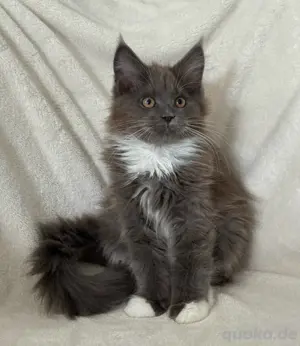 Maine Coon