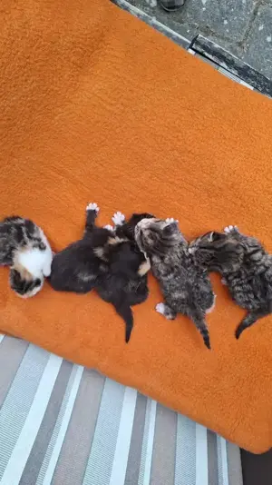 Katzenbabys zu verkaufen 