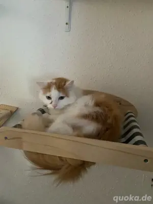 Maine coon mix Kater zu verkaufen