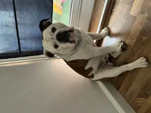 Old English Bulldogge 