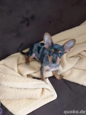 Yorki Chihuahua Mischling
