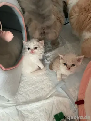 selkirk rex Kitten