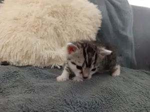 Bengal Mix Katzen (ein Junge und zwei Mädchen)Alles reserviert!
