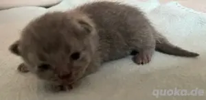 wini bkh kater blau sucht bald verschmuste eltern 