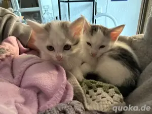 katzen kitten 