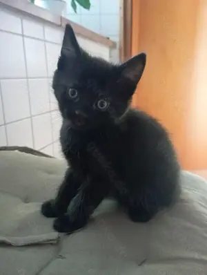 Kleine Tigerchen ab Ende Juni abzugeben  Bild 5