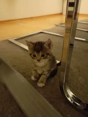 Kleine Tigerchen ab Ende Juni abzugeben  Bild 4