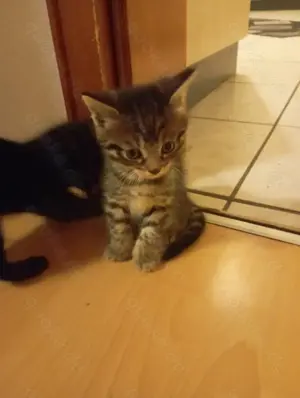 Kleine Tigerchen ab Ende Juni abzugeben  Bild 8