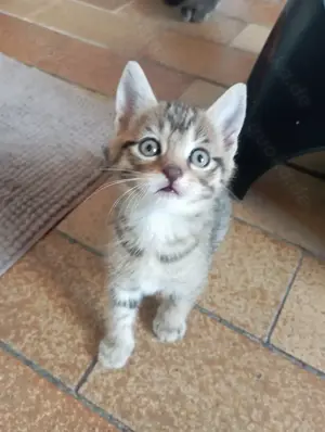 Kleine Tigerchen ab Ende Juni abzugeben  Bild 9