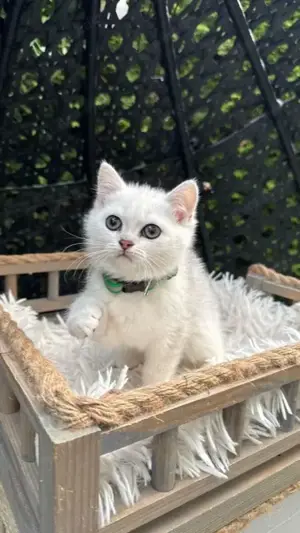 Bkh kitten Reinrassig Britisch Kurzhaar