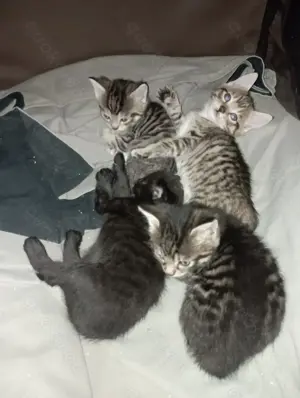 Kleine Tigerchen ab Ende Juni abzugeben 