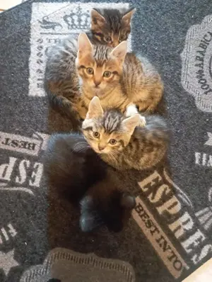 Kleine Tigerchen ab Ende Juni abzugeben  Bild 3