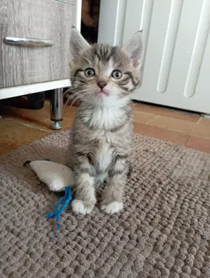 Kleine Tigerchen ab Ende Juni abzugeben  Bild 2