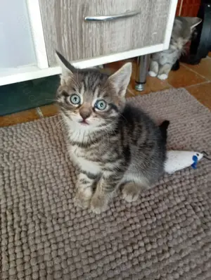Kleine Tigerchen ab Ende Juni abzugeben  Bild 7