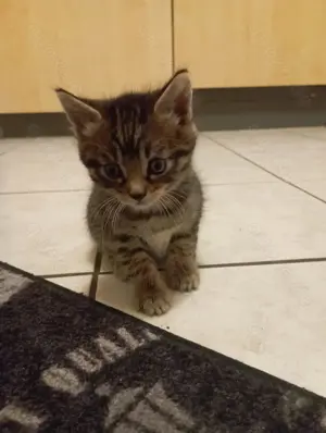 Kleine Tigerchen ab Ende Juni abzugeben  Bild 10