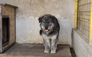 Rubert wartet auf seine Menschen Bild 6