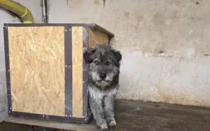 Rubert wartet auf seine Menschen Bild 7