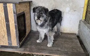 Rubert wartet auf seine Menschen Bild 3