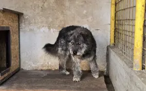 Rubert wartet auf seine Menschen Bild 4