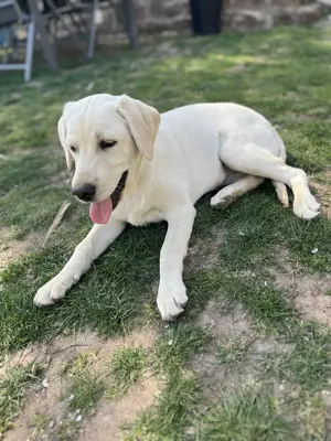 Labrador 6 Monate 