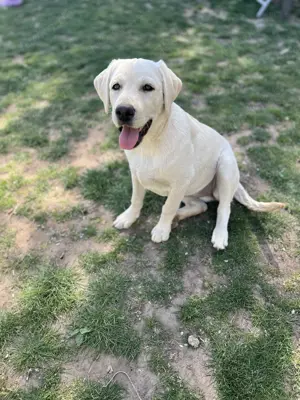 Labrador 6 Monate  Bild 2