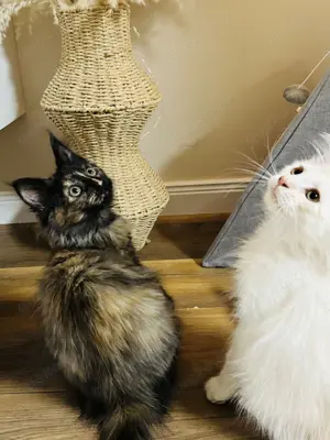 Maine coon kitten 