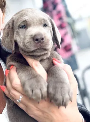  Labradorwelpe in silber Hündin sucht liebevolles zu Hause