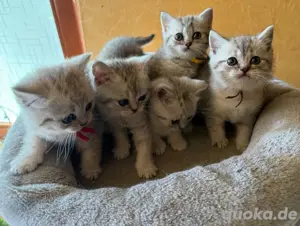 Reinrassige BKH (Britisch Kurzhaar) Kitten