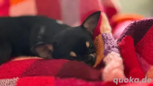 Unsere Nala sucht ein liebevolles zuhause