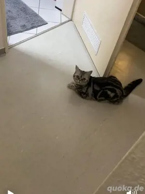 Whiskas Katze (BKH)