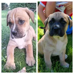 Pumba & Nala suchen eine liebevolle Familie