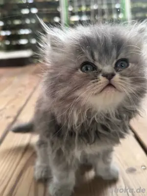 kätzchen  katze 
