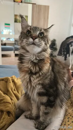 Maine Coon Katze