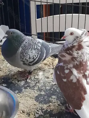 2 junge tauben, bei hannover