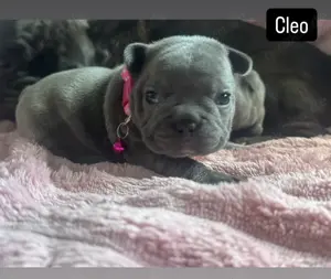 Französische Bulldogge 