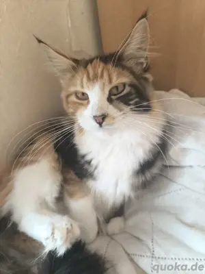 Liebes Maine Coon Mädchen 