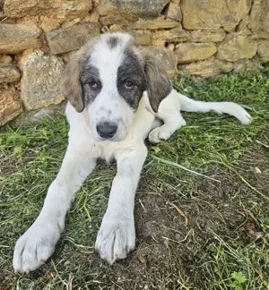 Kurt, geb. ca. 12 2024, lebt in GRIECHENLAND, auf einer privaten Pflegestelle  Bild 7