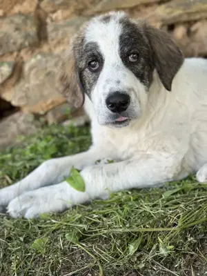 Kurt, geb. ca. 12 2024, lebt in GRIECHENLAND, auf einer privaten Pflegestelle  Bild 5