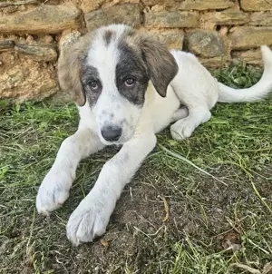 Kurt, geb. ca. 12 2024, lebt in GRIECHENLAND, auf einer privaten Pflegestelle  Bild 6