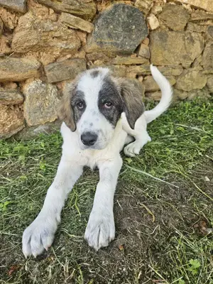 Kurt, geb. ca. 12 2024, lebt in GRIECHENLAND, auf einer privaten Pflegestelle  Bild 10