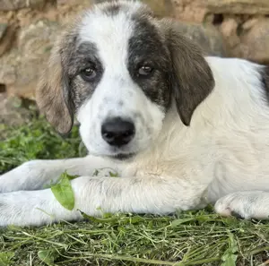 Kurt, geb. ca. 12 2024, lebt in GRIECHENLAND, auf einer privaten Pflegestelle  Bild 4