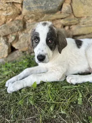 Kurt, geb. ca. 12 2024, lebt in GRIECHENLAND, auf einer privaten Pflegestelle  Bild 9