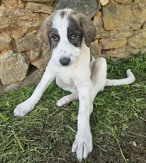 Kurt, geb. ca. 12 2024, lebt in GRIECHENLAND, auf einer privaten Pflegestelle  Bild 2