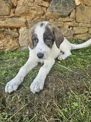 Kurt, geb. ca. 12 2024, lebt in GRIECHENLAND, auf einer privaten Pflegestelle  Bild 8