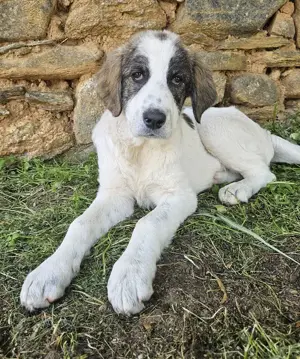 Kurt, geb. ca. 12 2024, lebt in GRIECHENLAND, auf einer privaten Pflegestelle  Bild 3