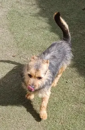 Star, a.d.Tierschutz, sucht sein Happy-Home 