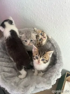 bkh kitten 