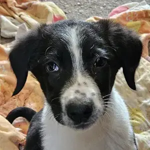 Stitch, geb. ca. 02 2025, lebt in GRIECHENLAND, auf einer privaten Pflegestelle 